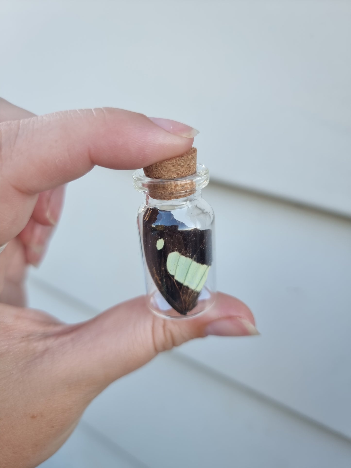 Small Butterfly Wing Jar