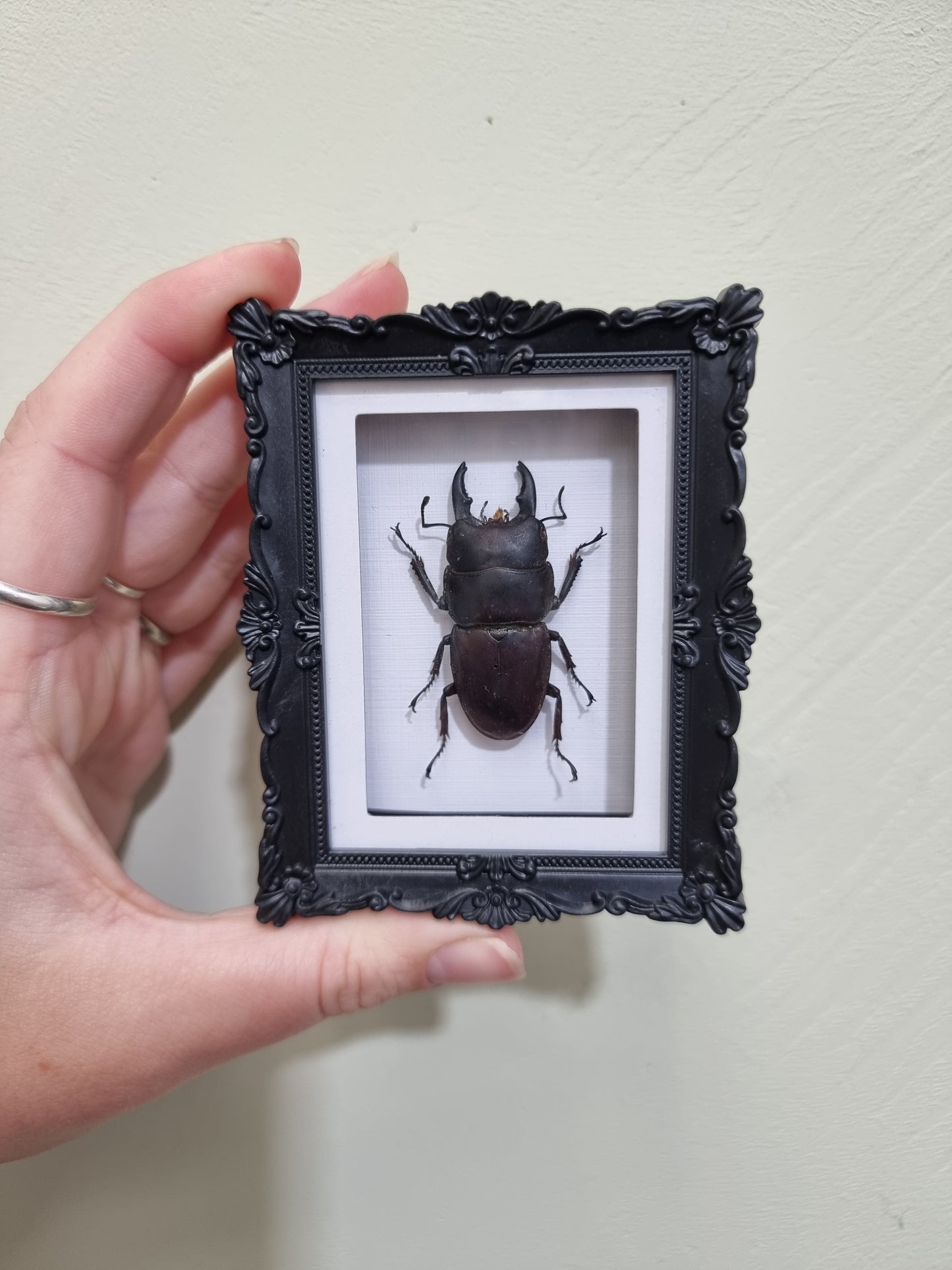 Mini Magnet Framed Dorcus Stage Beetle