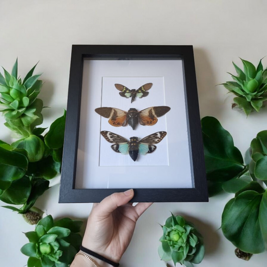 Triple Framed Cicada