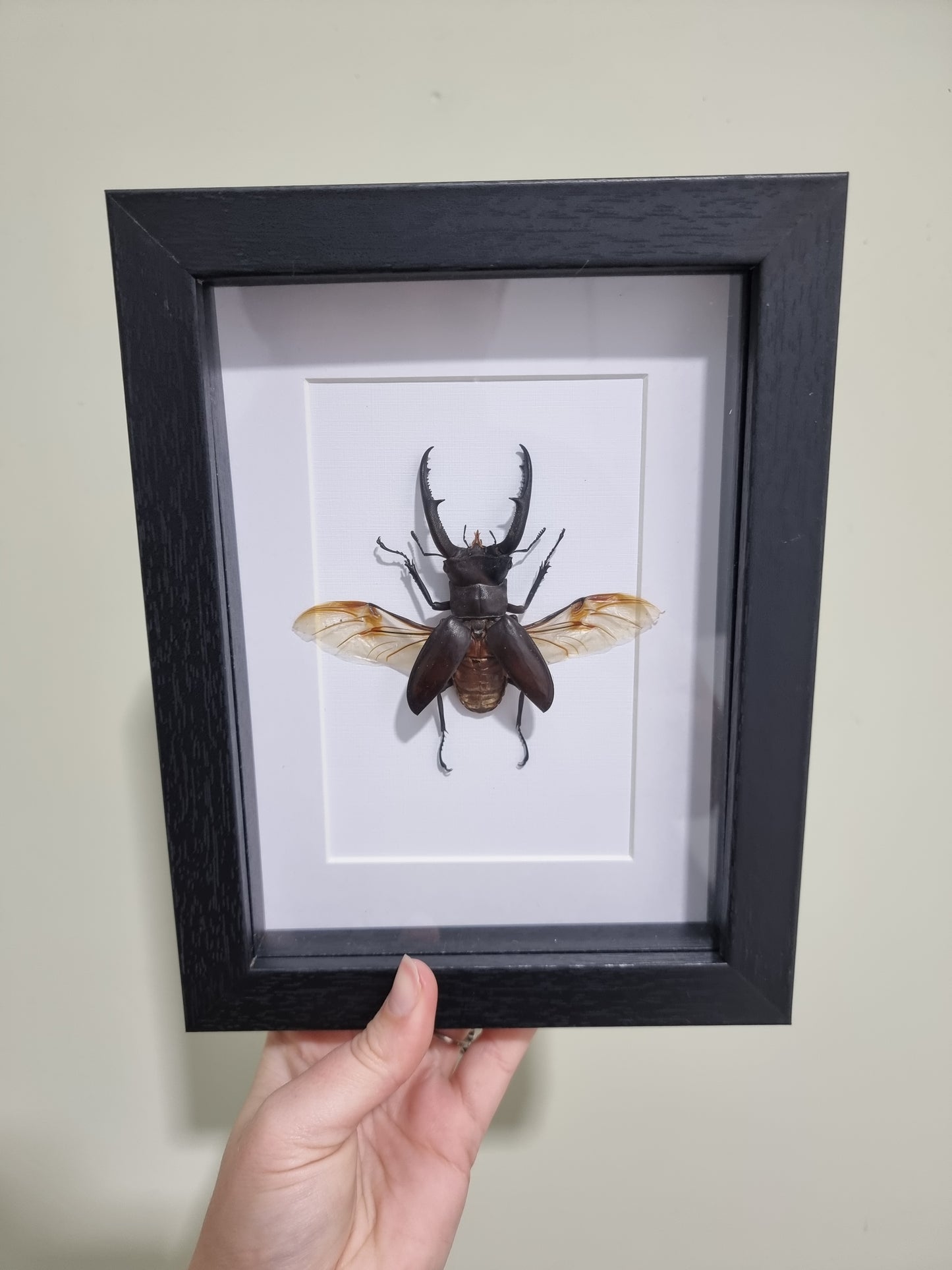 Framed Stag Beetle Hexarthrius mandibularis sumatranus