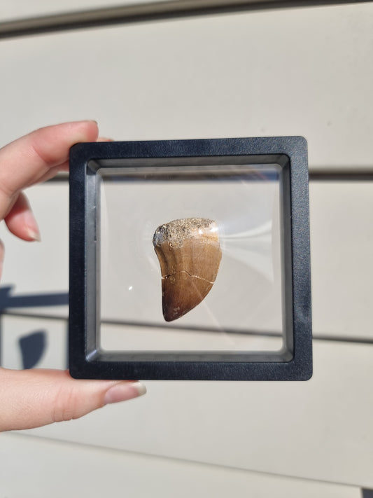 Mososaur Tooth #2
