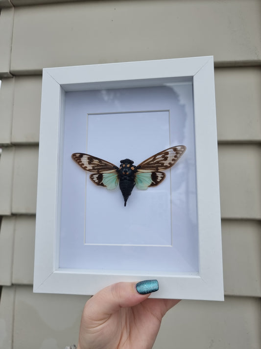 Framed Cicada #4