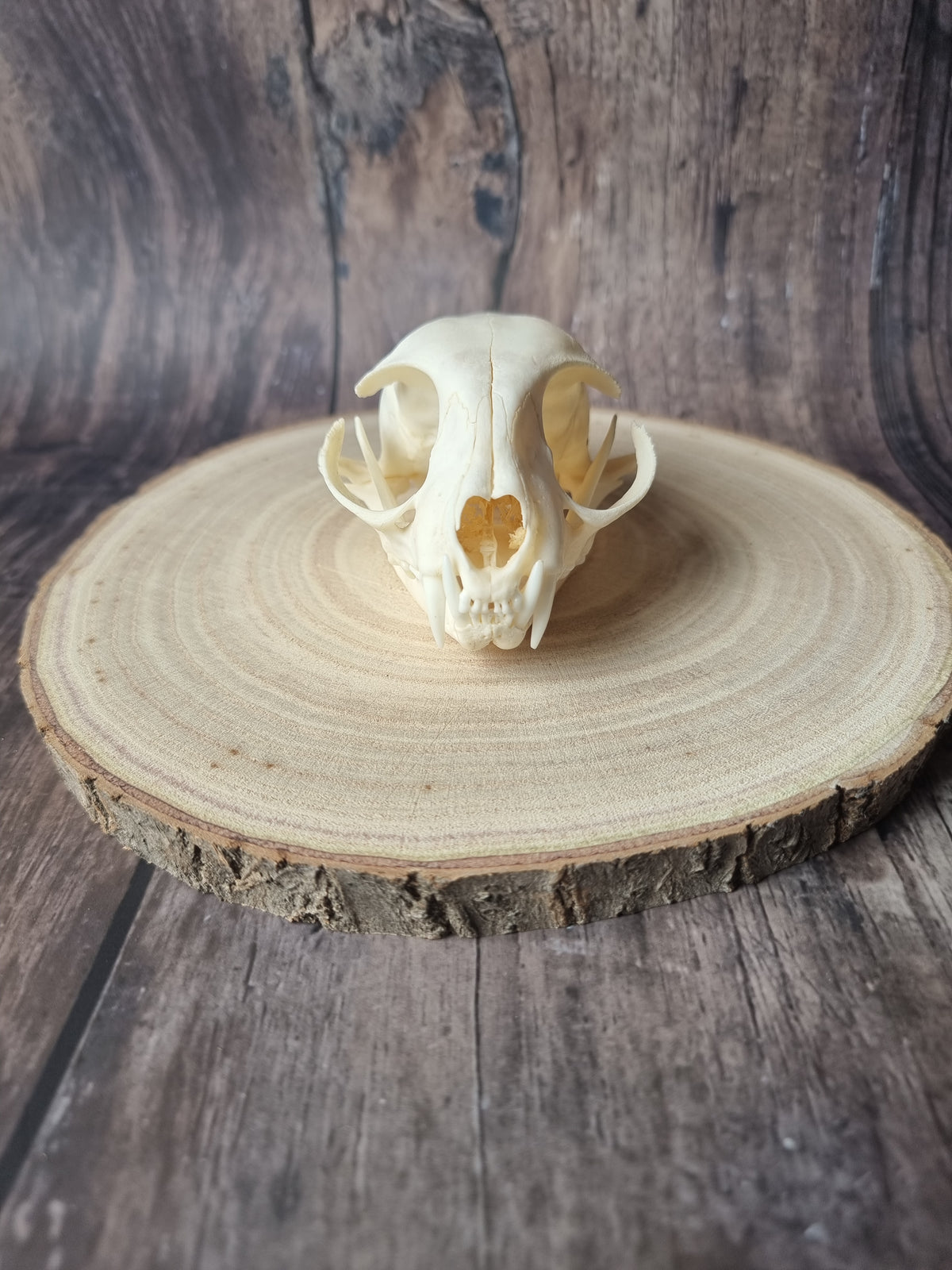 African Wildcat Skull #1