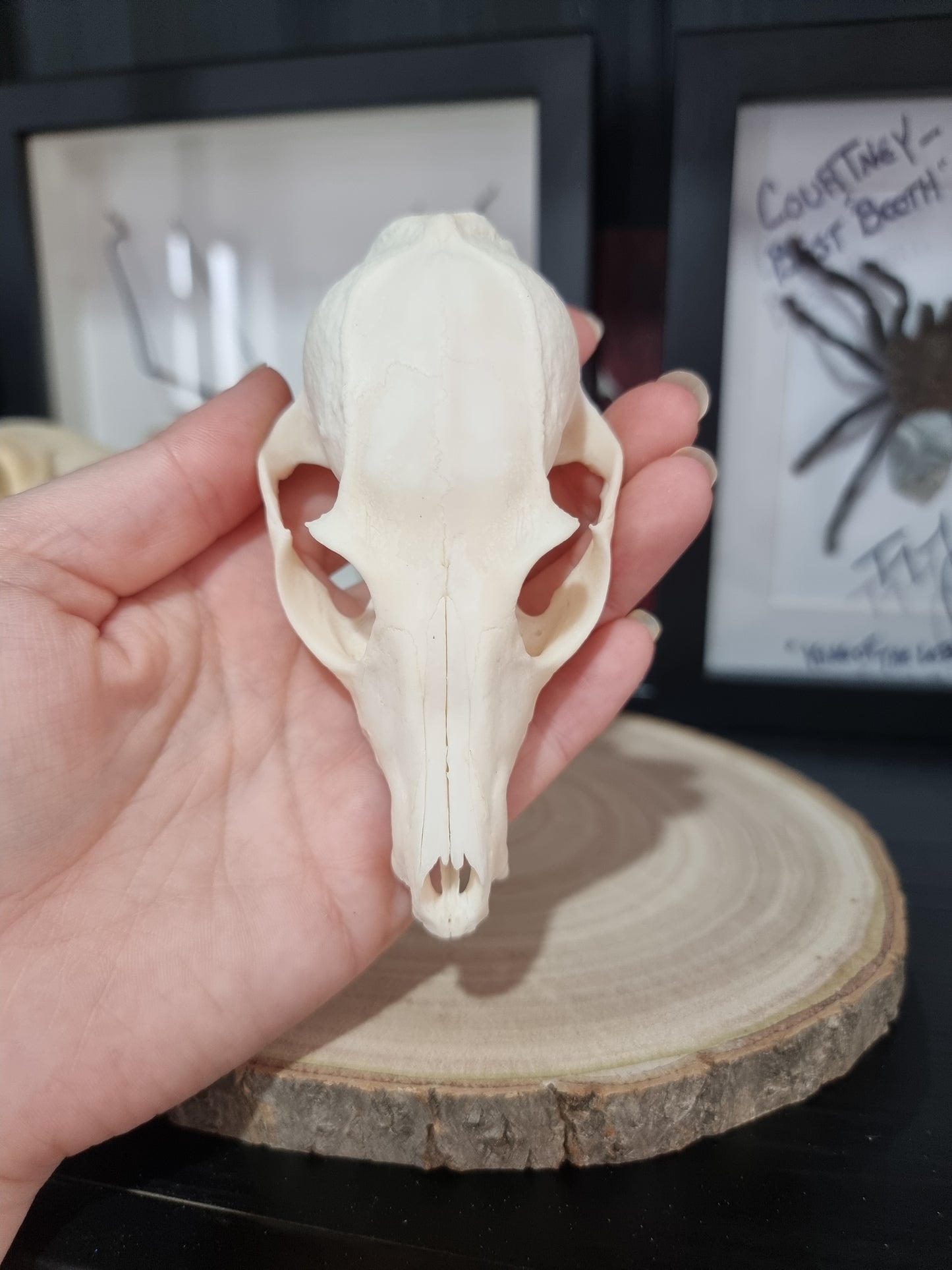 Bat Eared Fox Half Skull #3