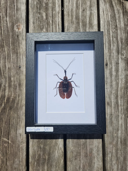 Framed Violin Beetle #2