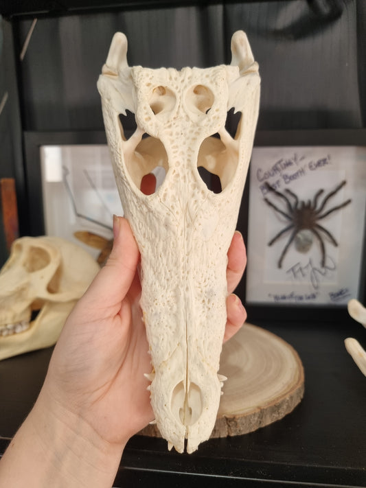 Nile Crocodile Skull Large