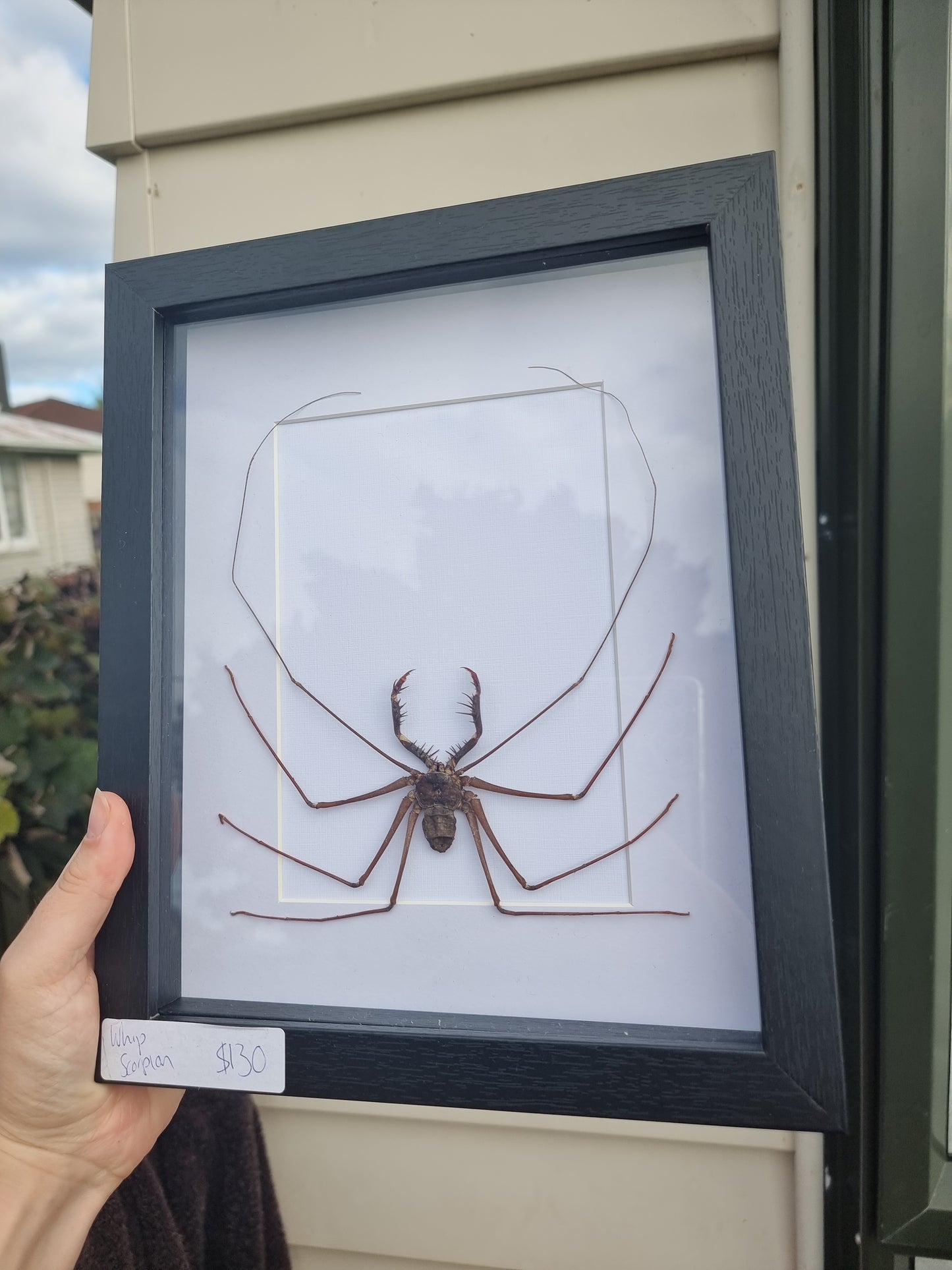 Framed Whip Scorpion #1