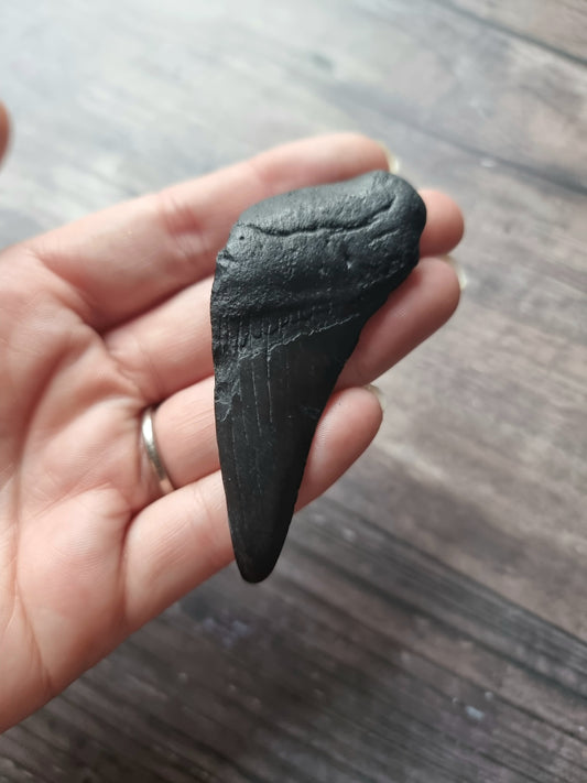 Large Megalodon Tooth Shard #4