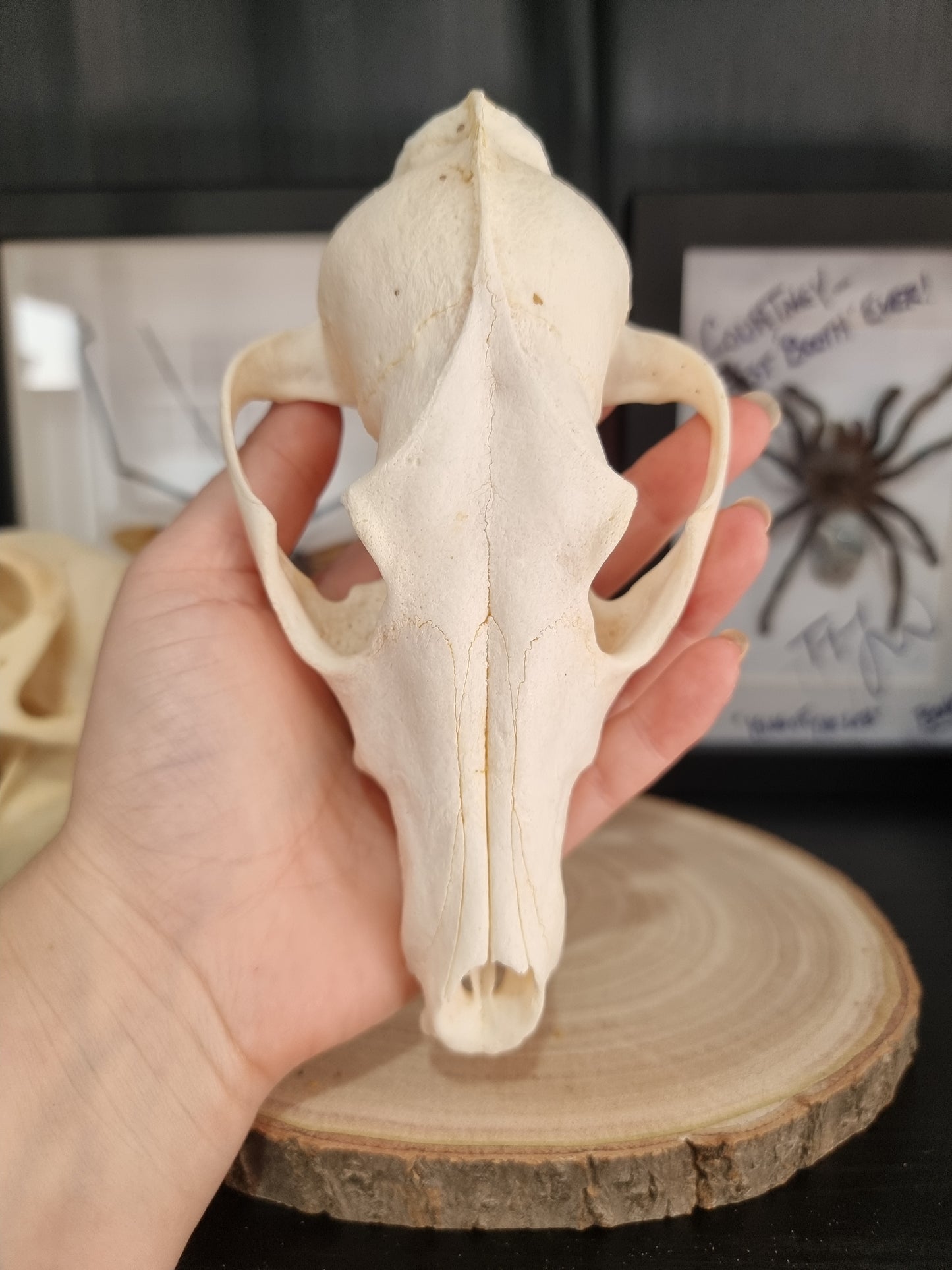 Jackal Skull