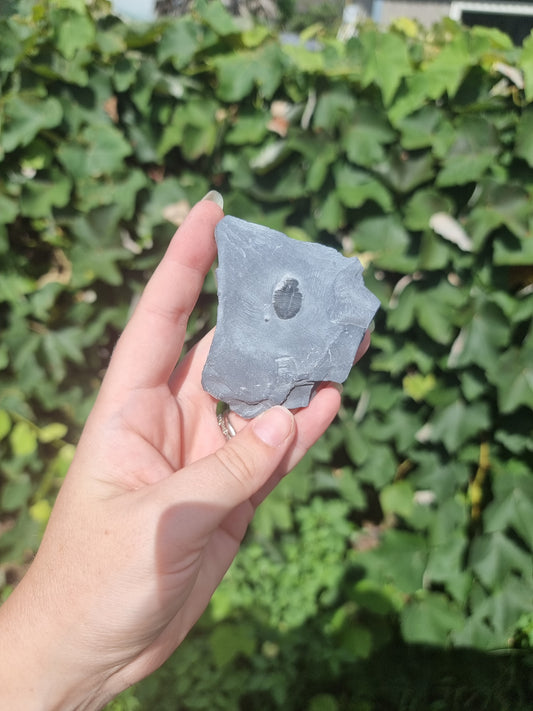 Elrathia Kingi Trilobite Fossil #3