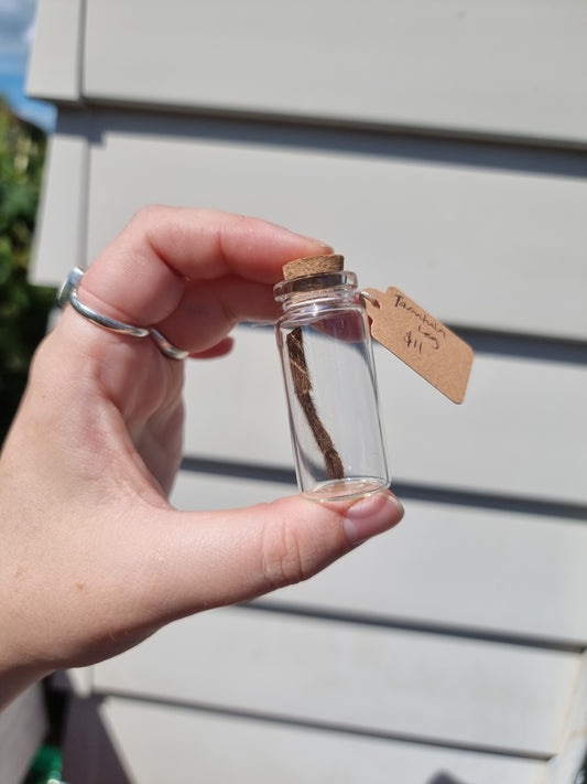 Medium Tarantula leg jar