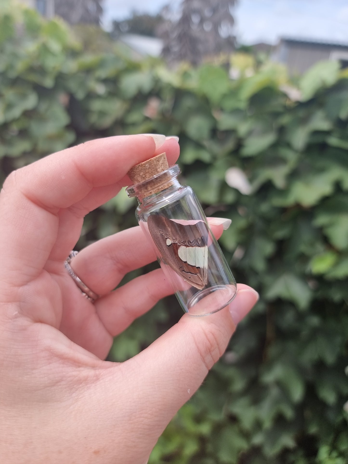 Common Nawab Wing Jar Medium