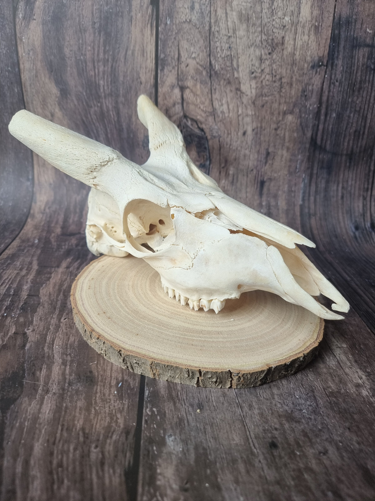 Cape Bushbuck Top Skull #2