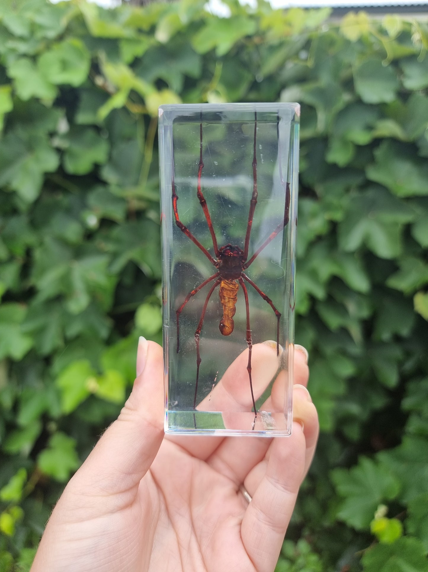 Orb Web In Resin