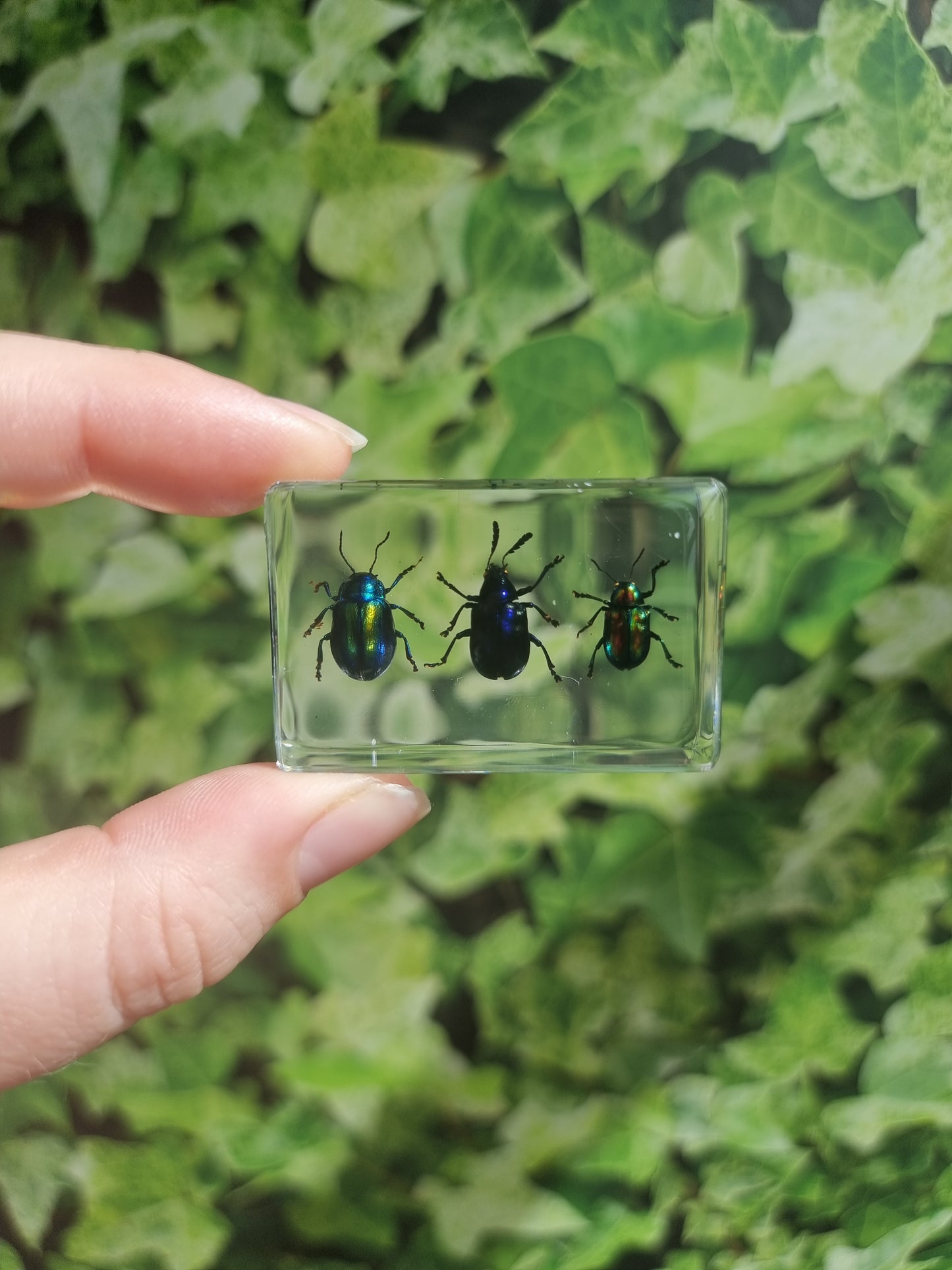 Leaf Bug Trio In Resin #2