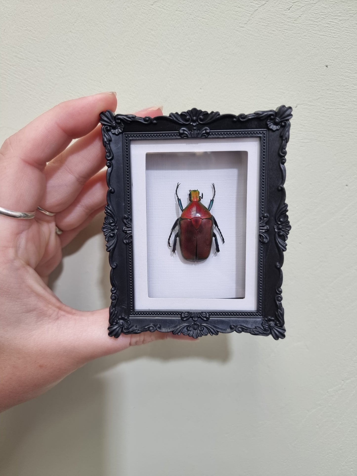 Mini Magnet Framed Red Scarab Beetle Imperfect