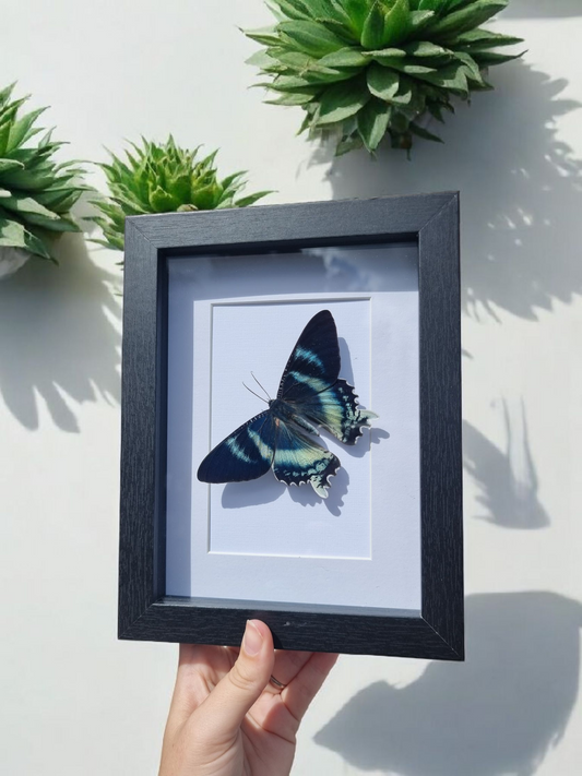 Framed Moth #4