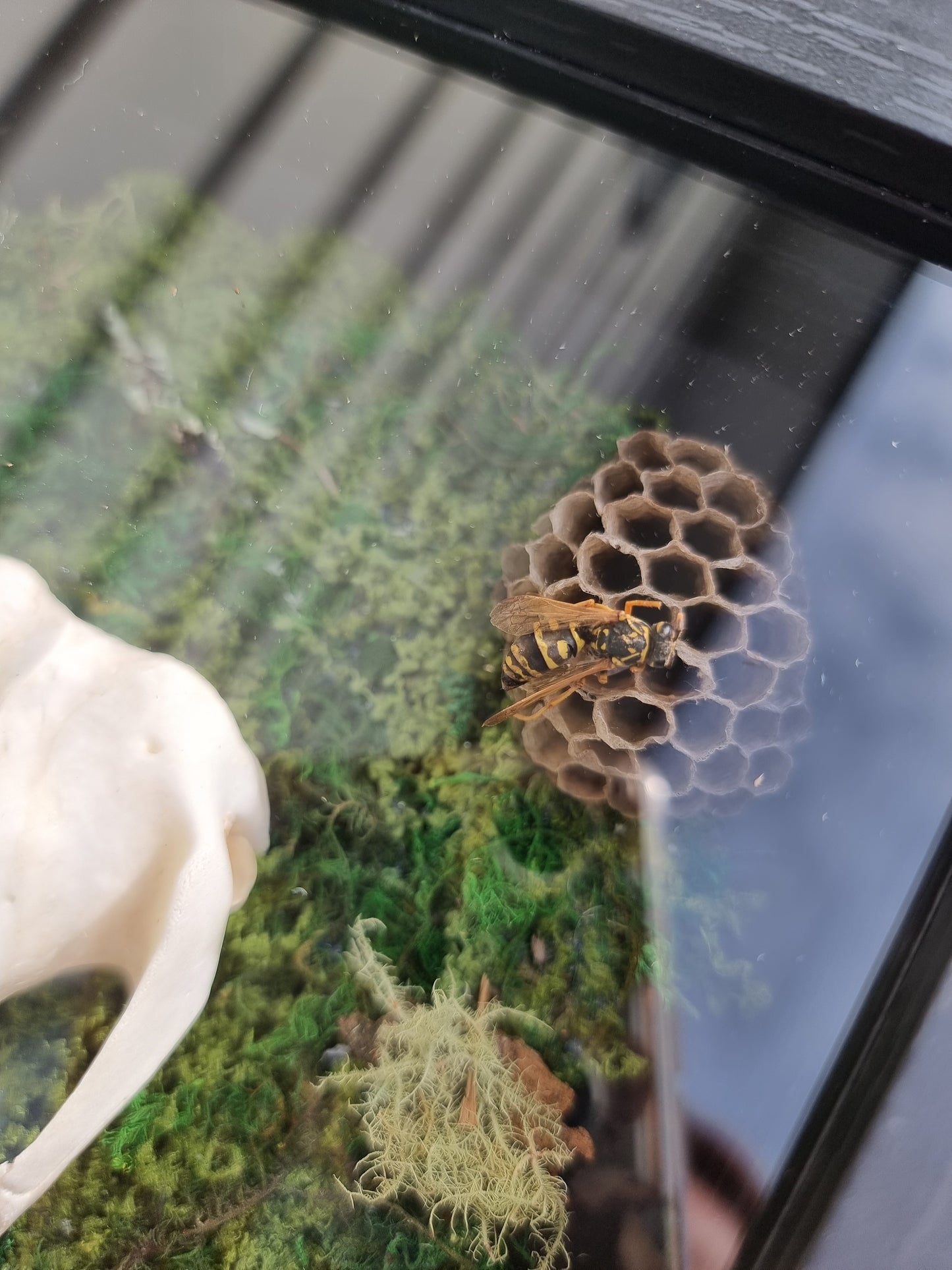 Framed Possum Skull with Wasp