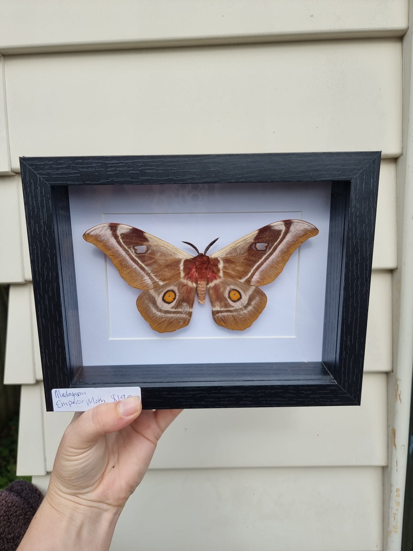 Framed Madagascan Emporia Moth