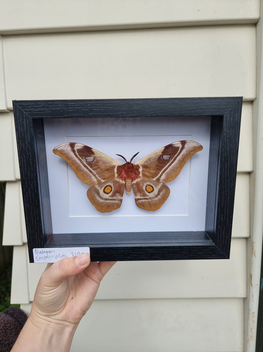 Framed Madagascan Emporia Moth