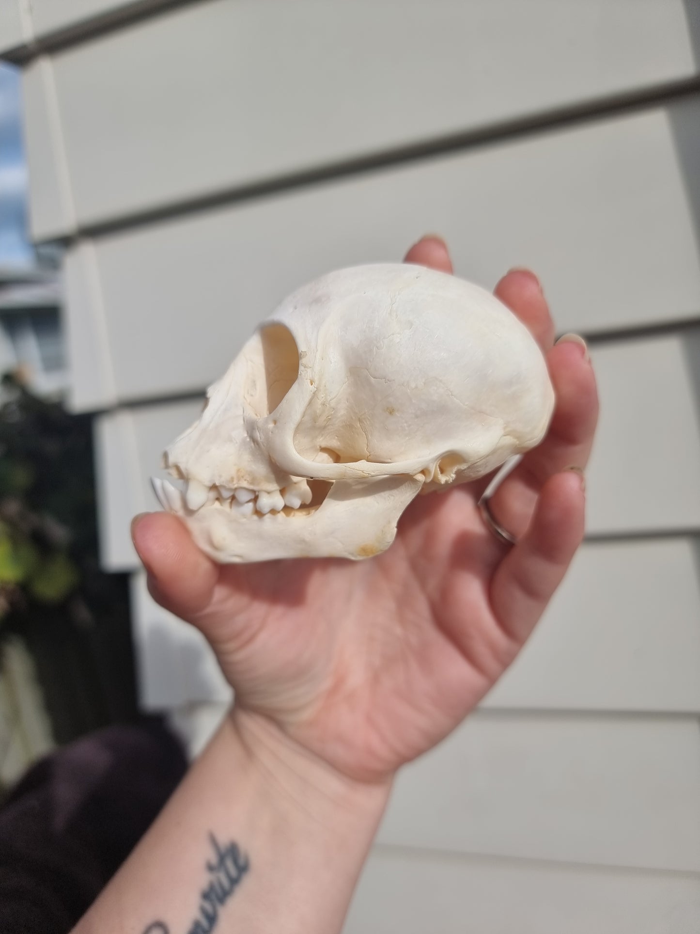 Vervet Mokey Skull (missing teeth)