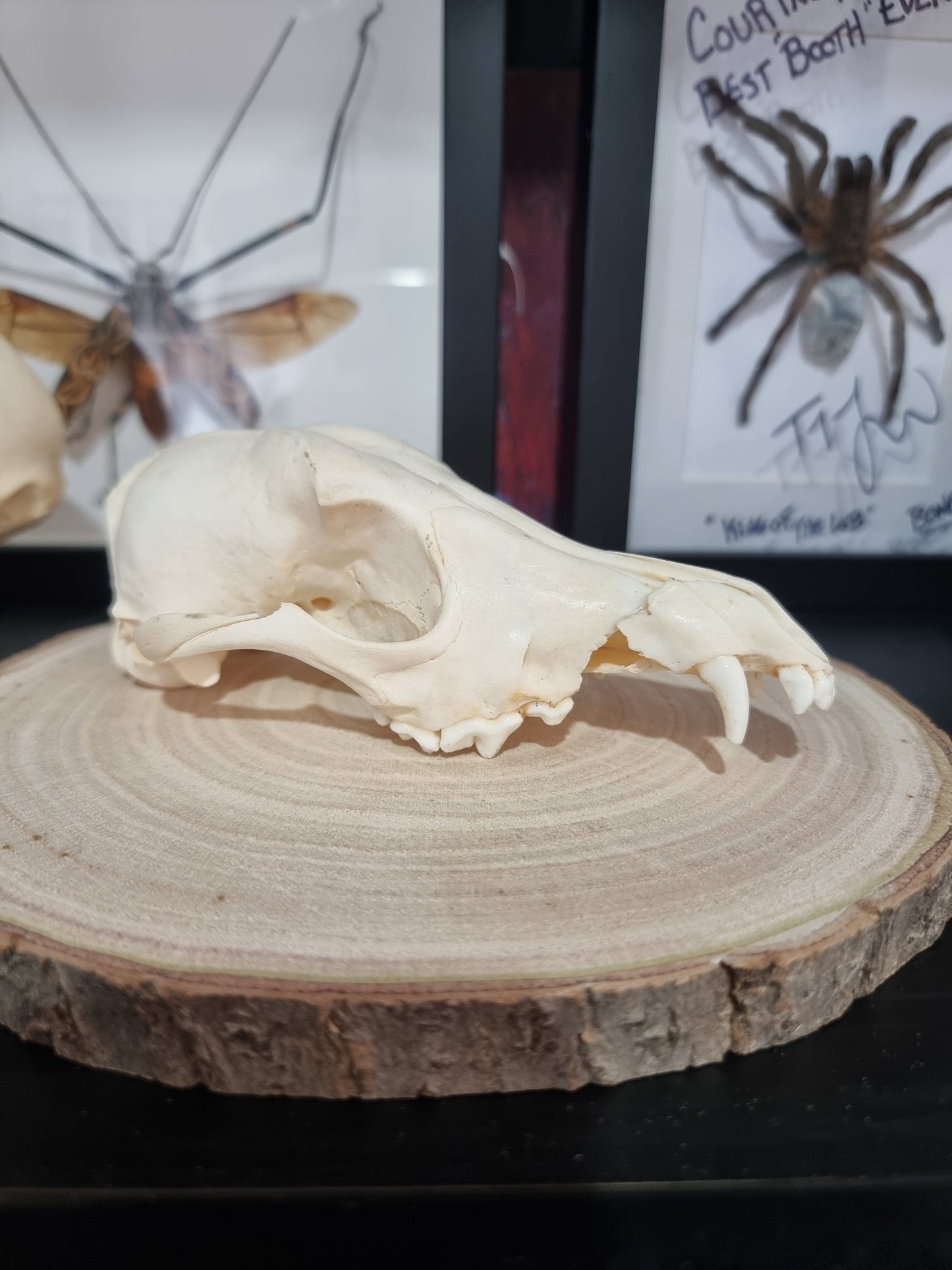 Jackal Half Skull #2