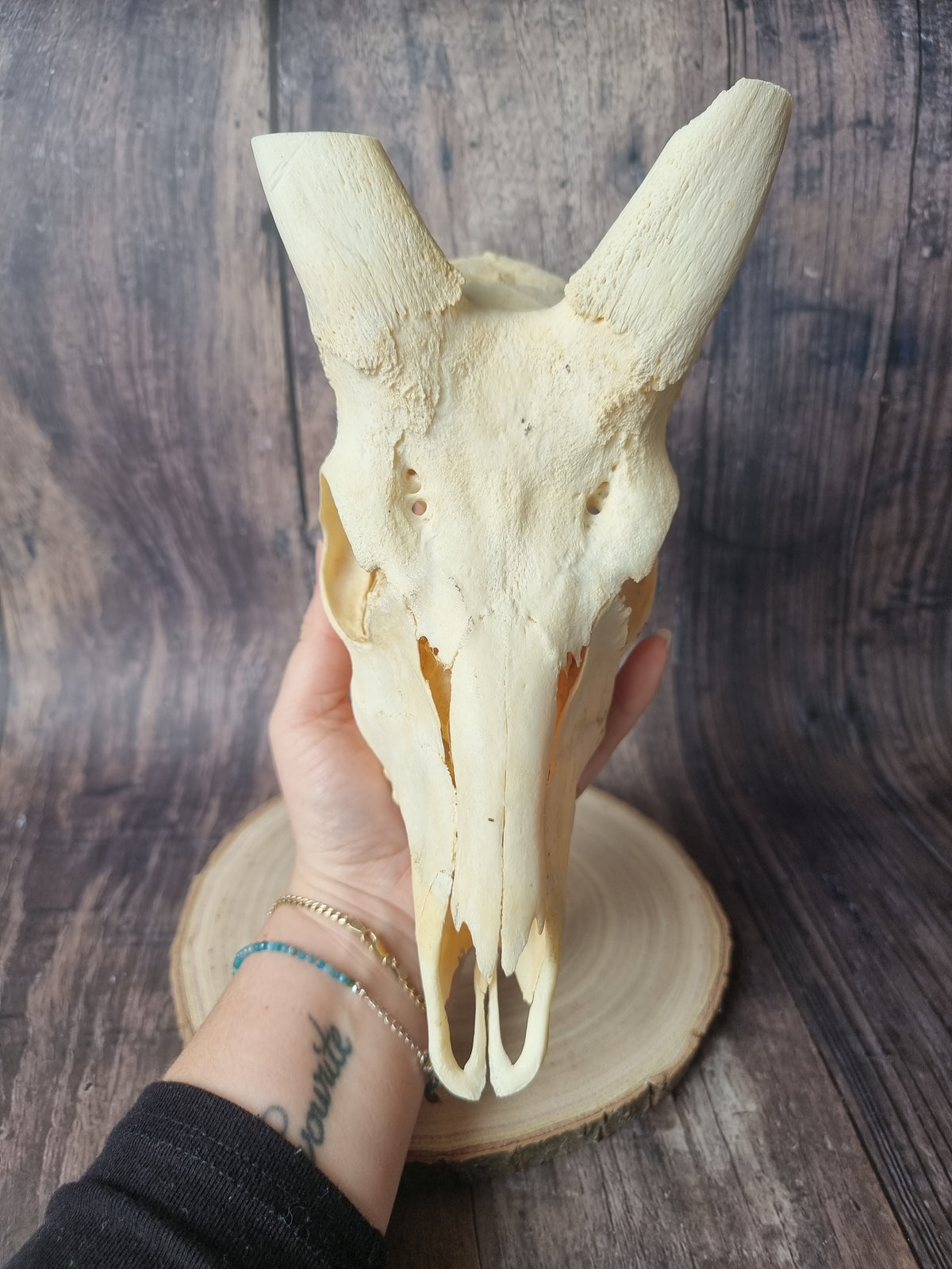 Cape Bushbuck Top Skull #1