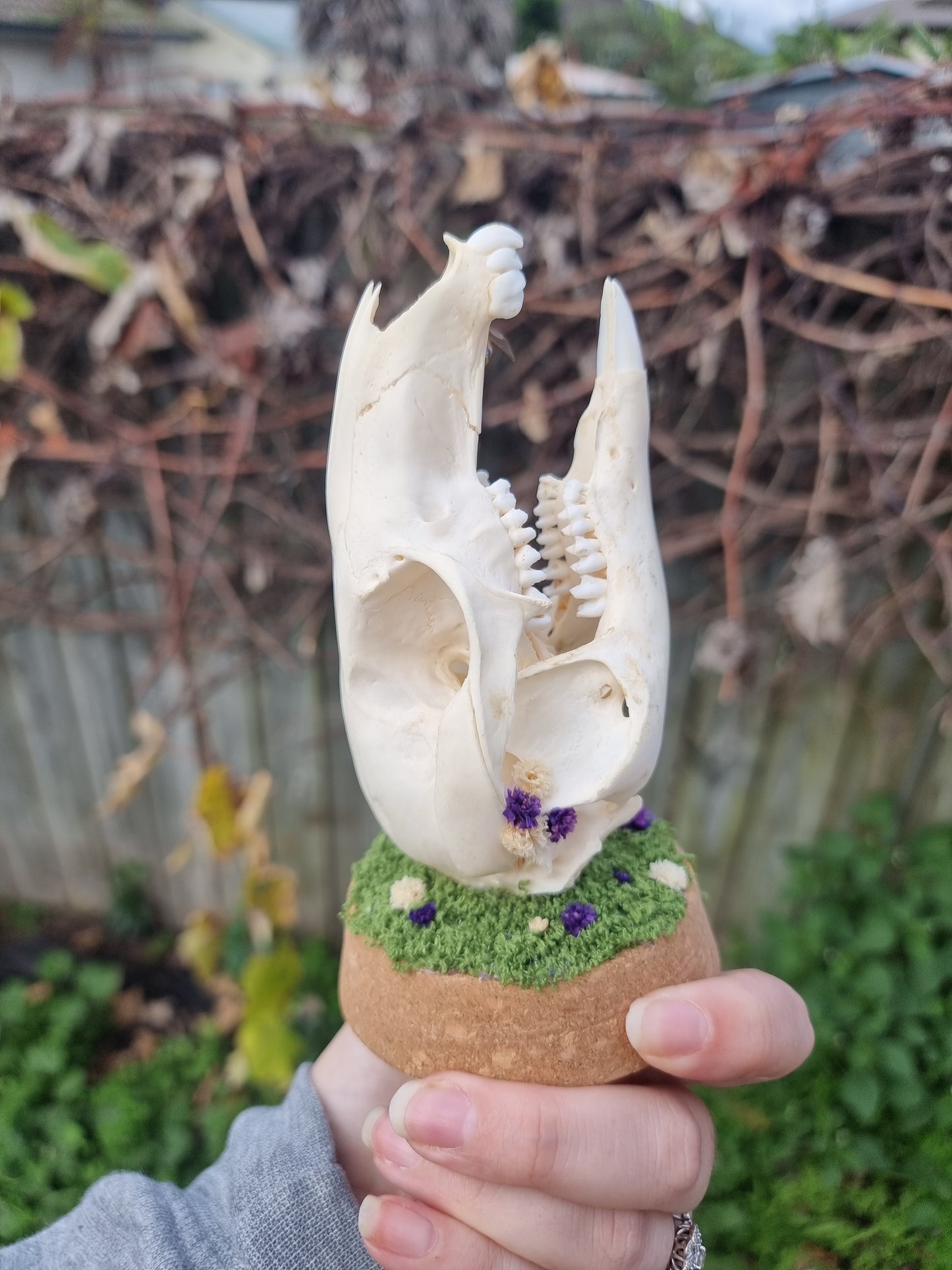 Wallaby Skull Dome with Wasp Dome