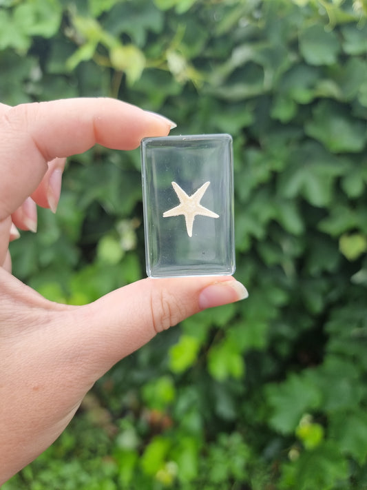 Starfish In Resin