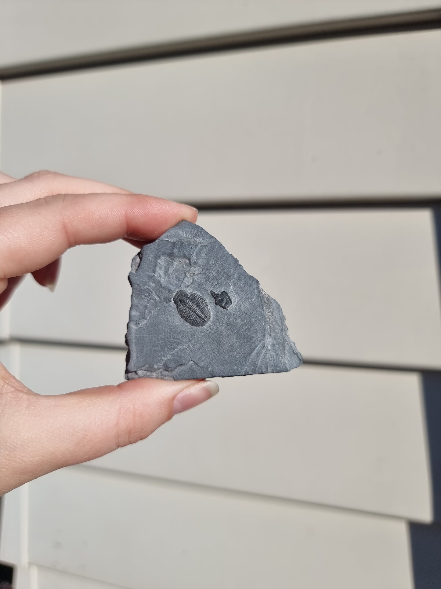 Elrathia King Trilobite Fossil #6