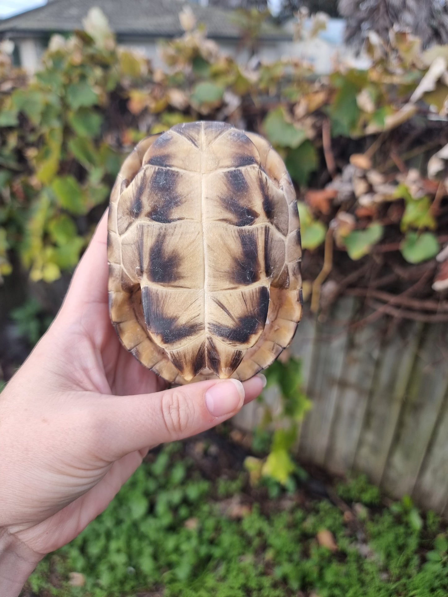 Vintage Turtle Shell #2