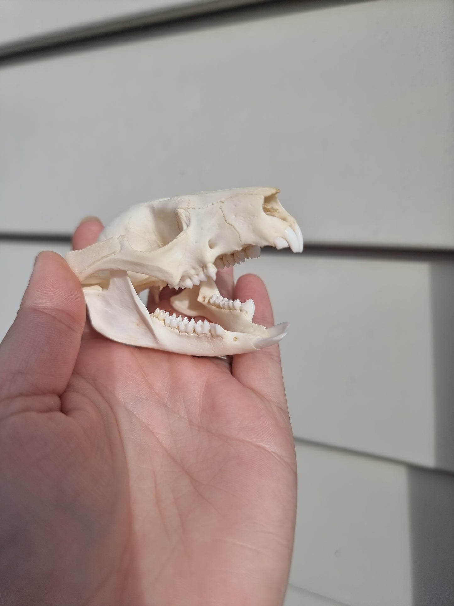 Possum Skull