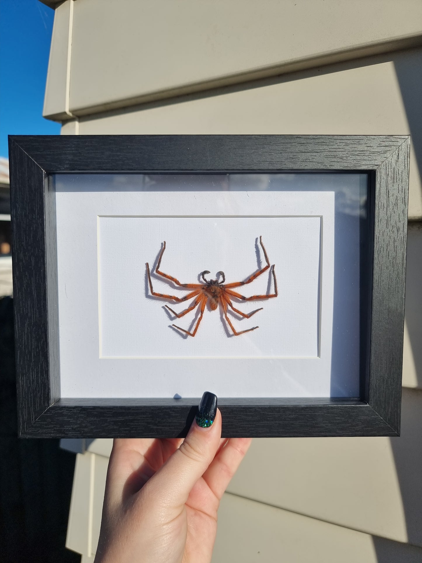 Framed Spider #1