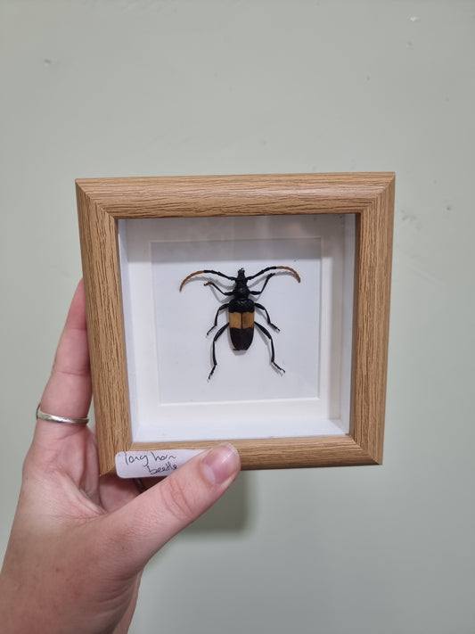 Mini Framed Long Horn Beetle