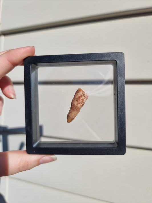 Spinosaurus Tooth #2