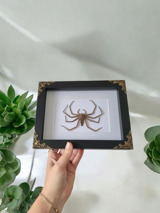 Framed Spider With Decals #1
