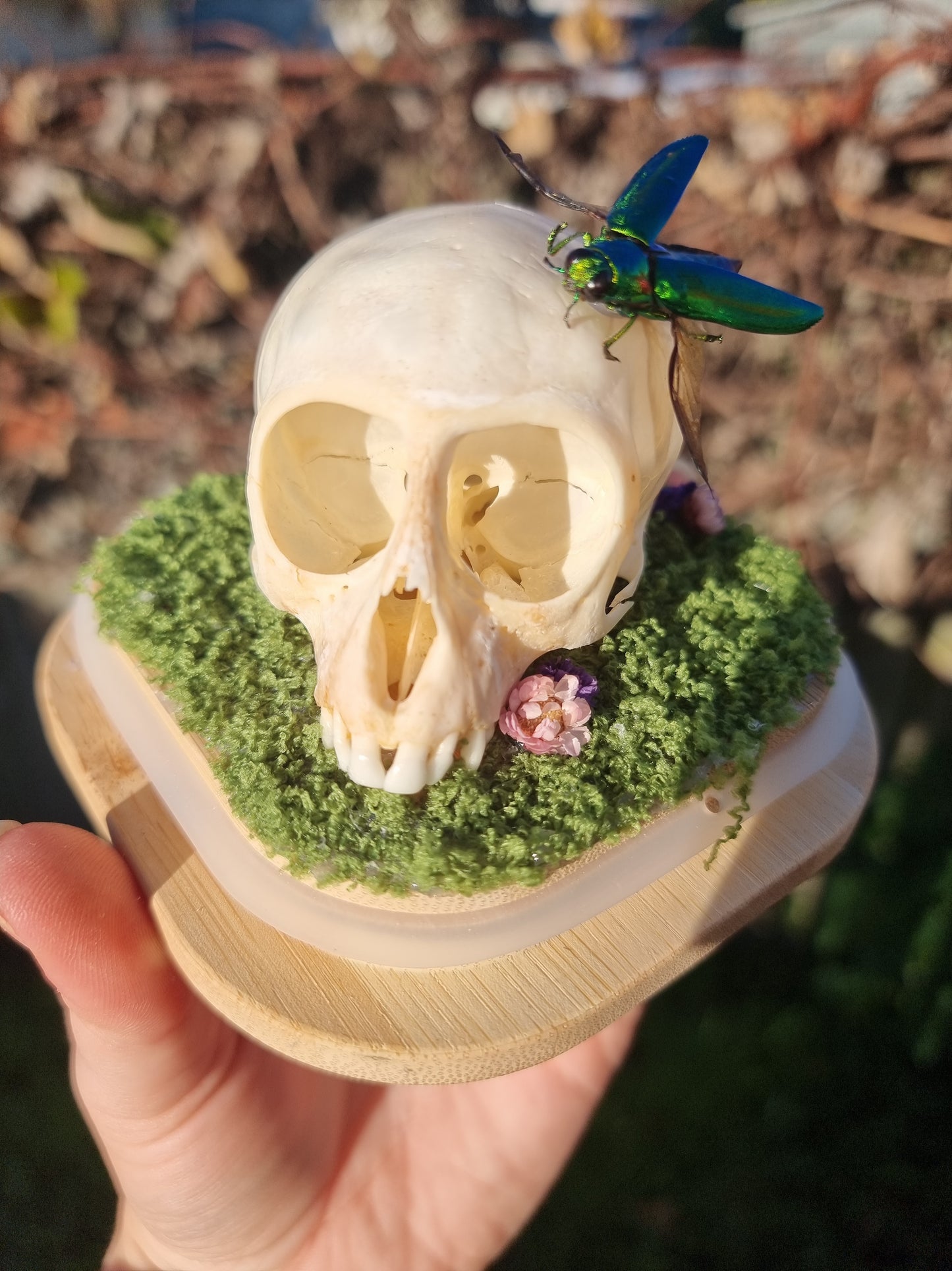 Vervet Money Skull With Jewel Beetle Dome