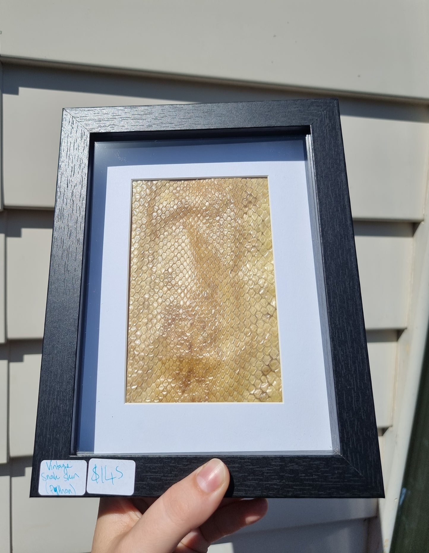 Framed Python Snake skin Vintage