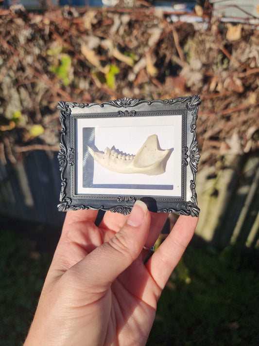 Mini Magnet Framed Possum Jaw #1