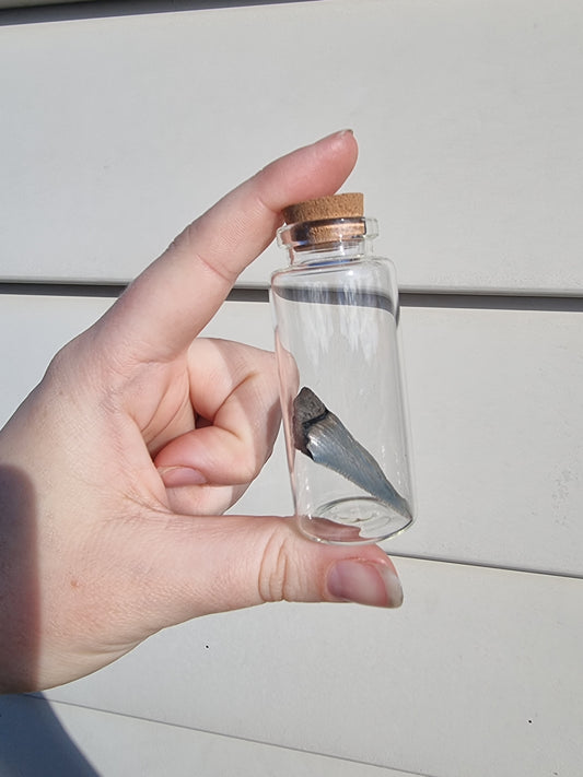 Medium Megalodon Tooth Shard Jar