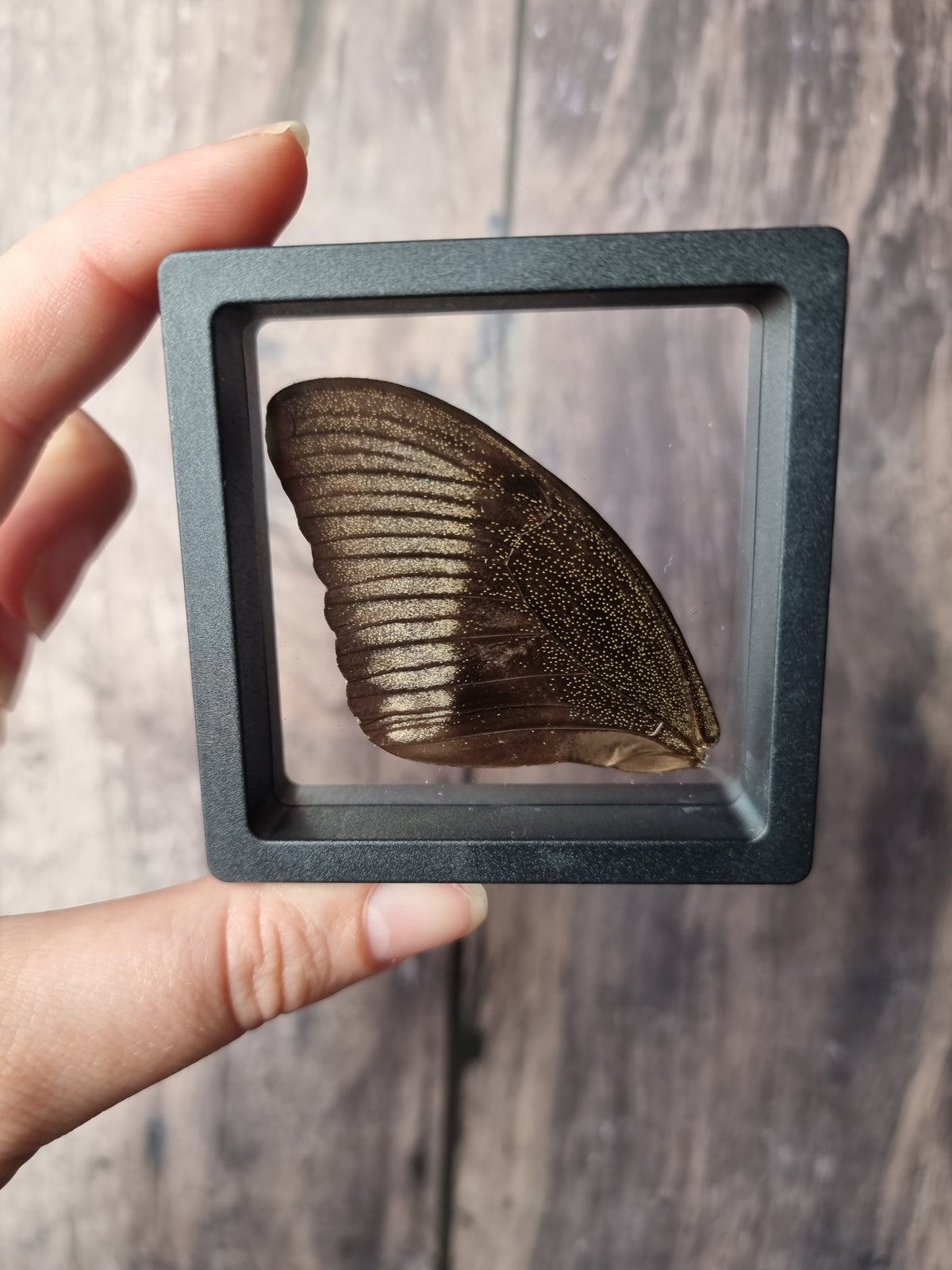 Green Swallowtail Butterfly Wing Floating Frame #1
