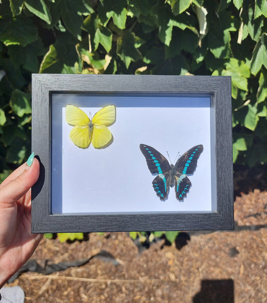 Double framed Butterflies #1