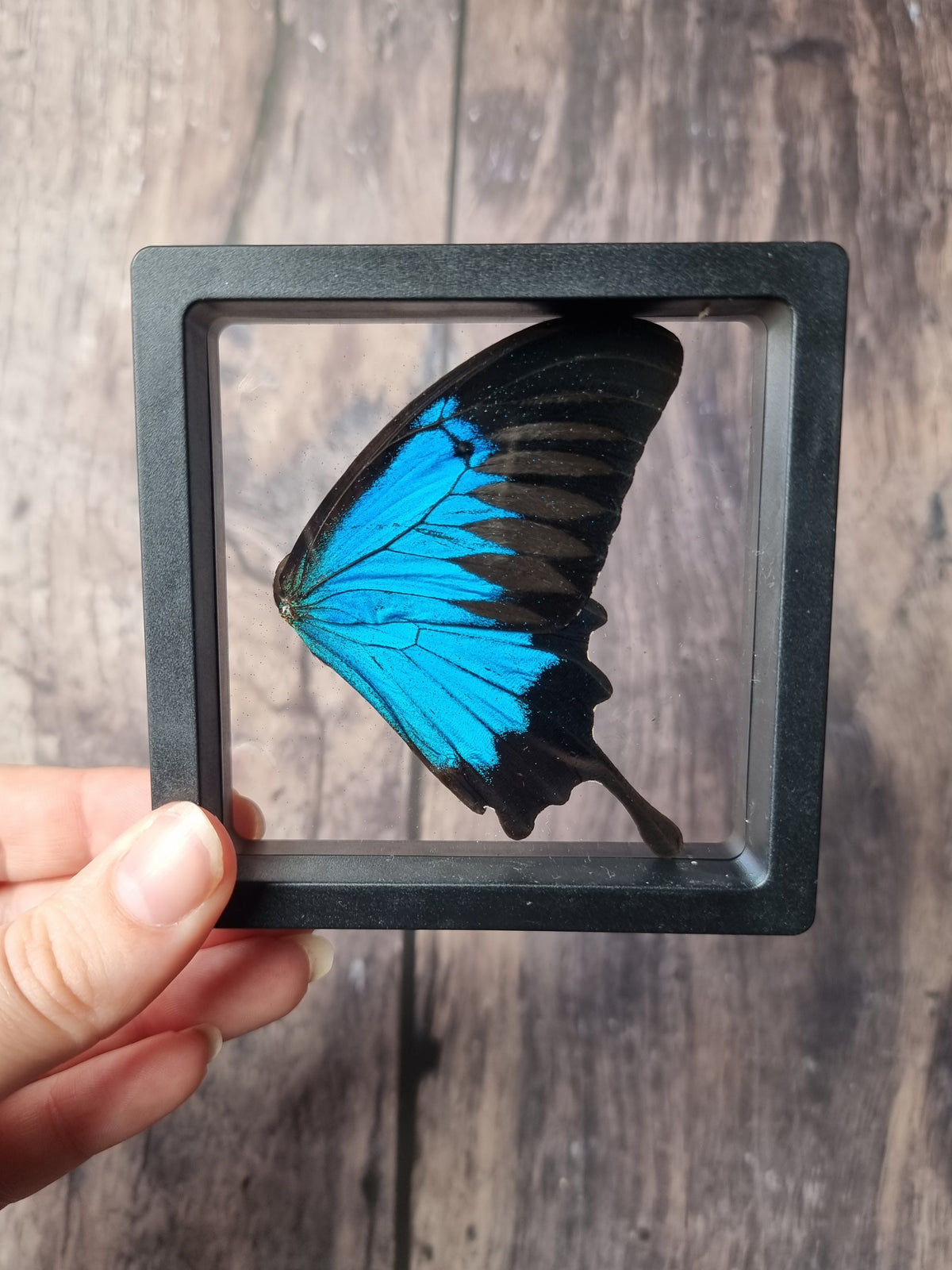 Blue Swallowtail Double Butterfly Wing Floating Frame