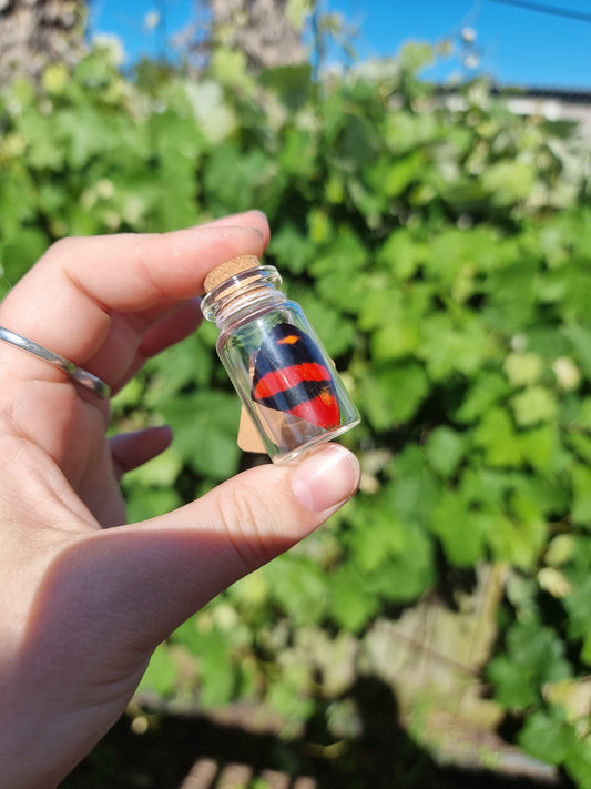Small Callicore Cyrosune Butterfly Wing Jar