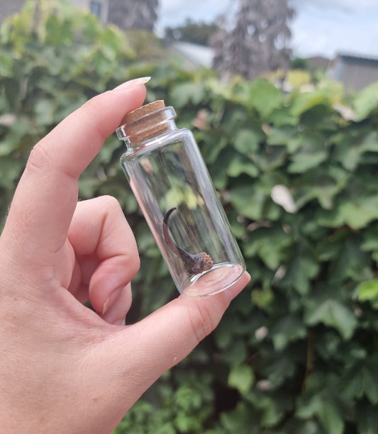 5 Horned Rino Jar Large