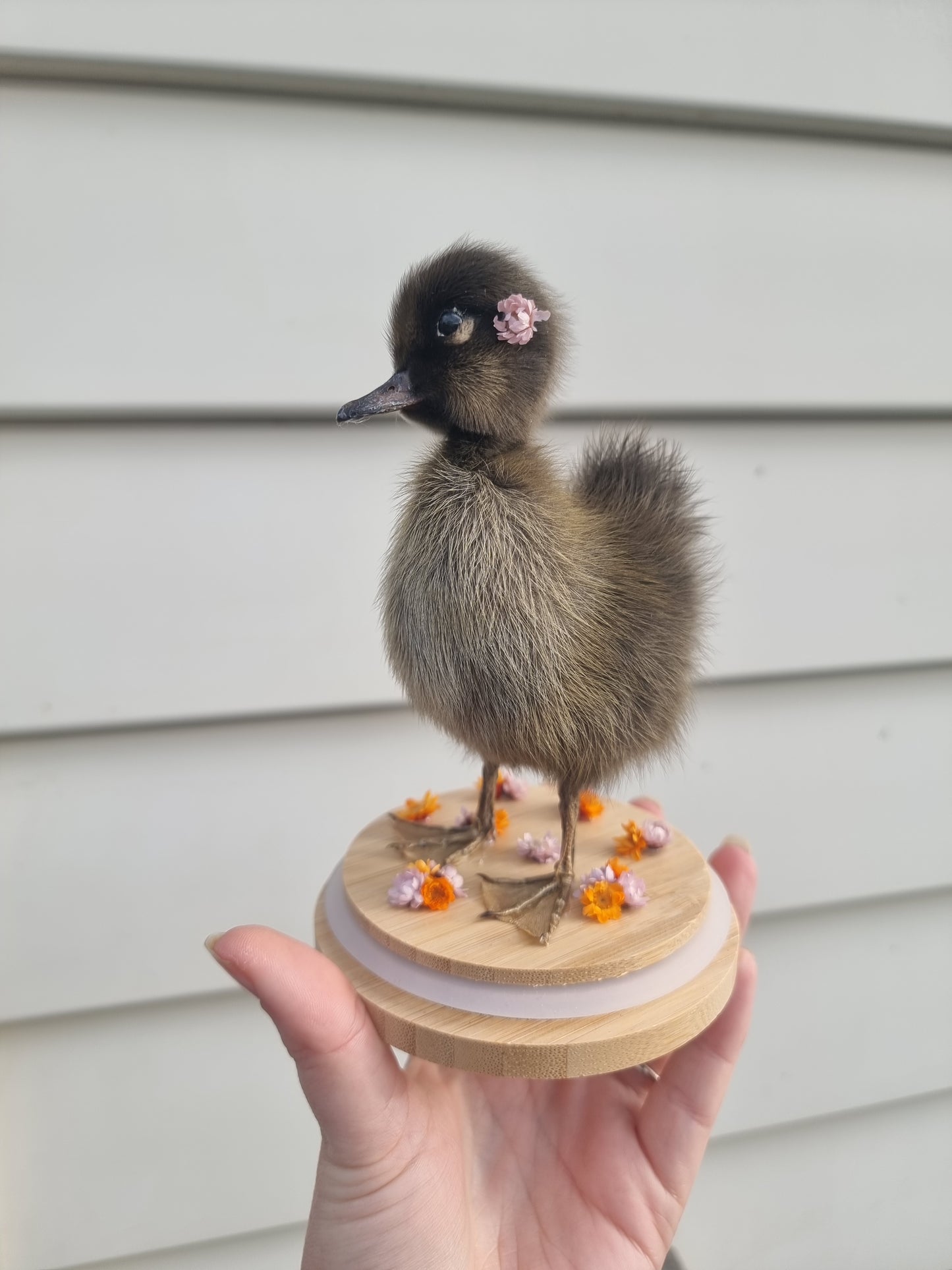 Duckling Dome #2