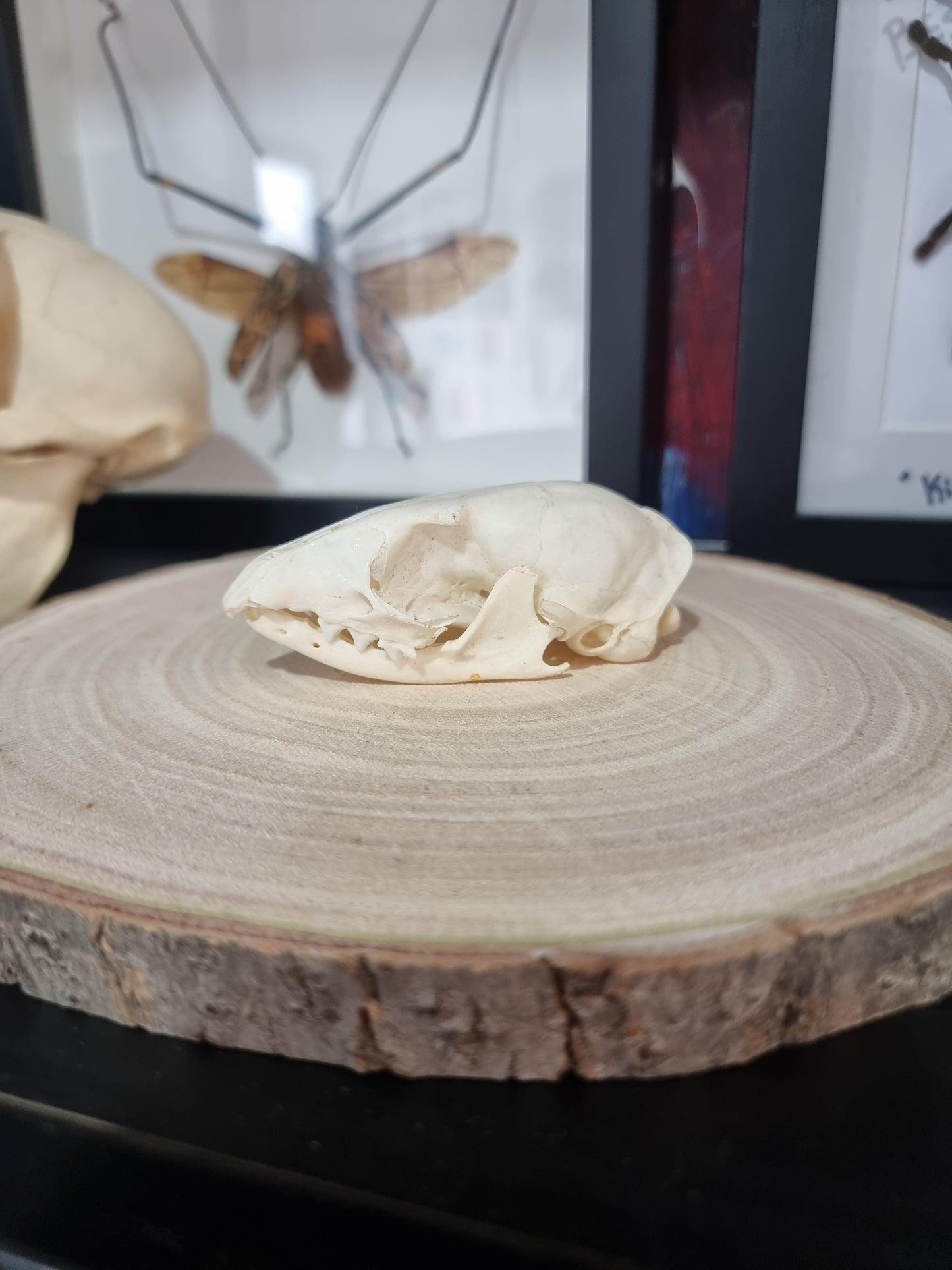 Cape Garnet Skull #2