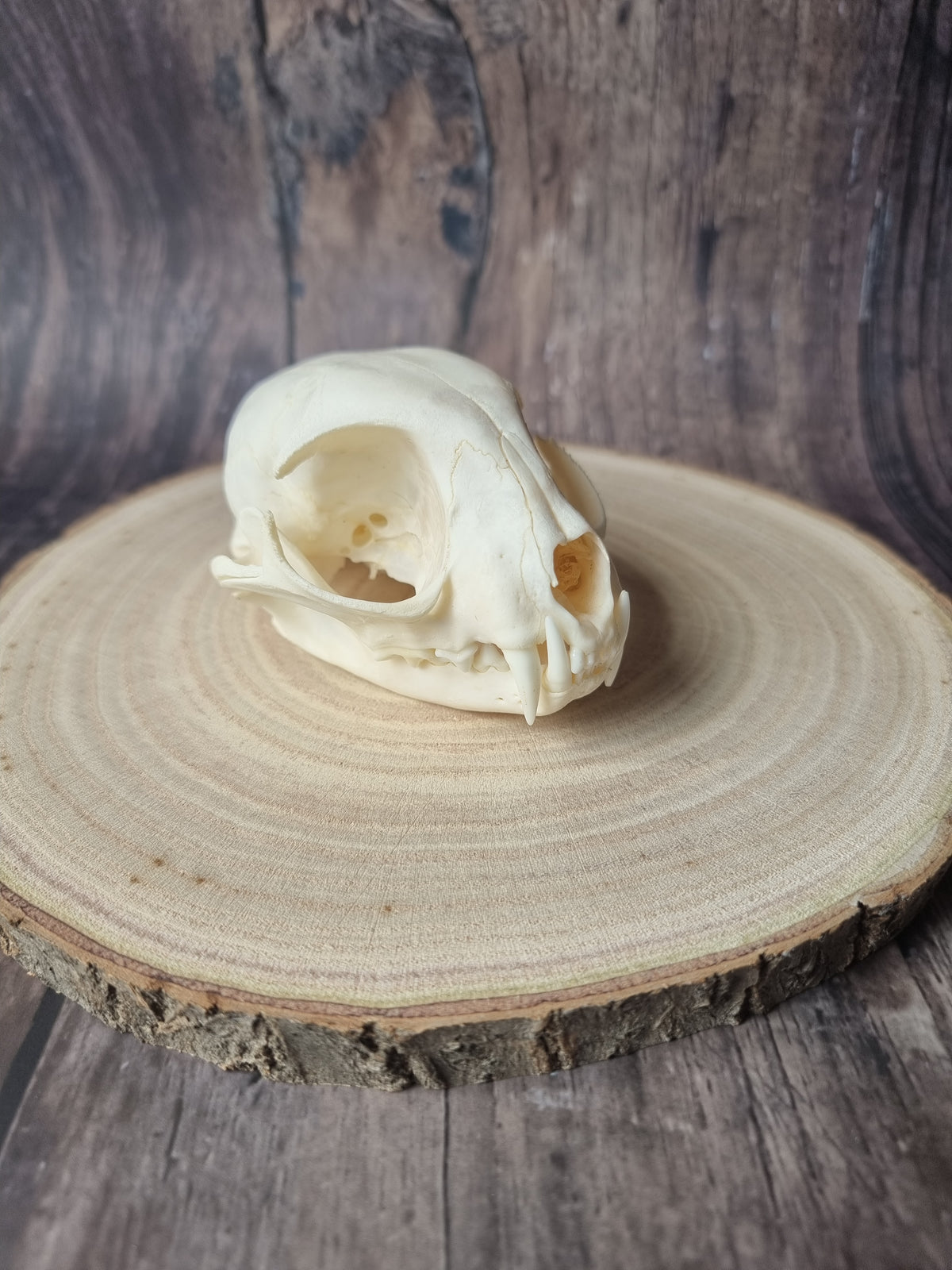 African Wildcat Skull #1