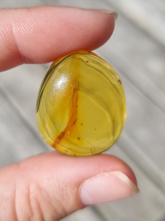 Bug in Amber #6