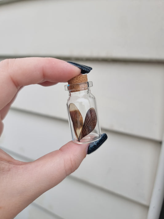 Small Double Dragonfly Wing Jar